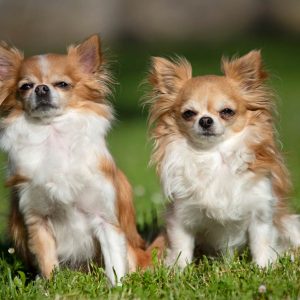 011-slider-Elevage-chihuahua-chien-adoption-chiot-gard