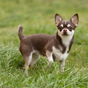 019-slider-Elevage-chihuahua-chien-adoption-chiot-gard