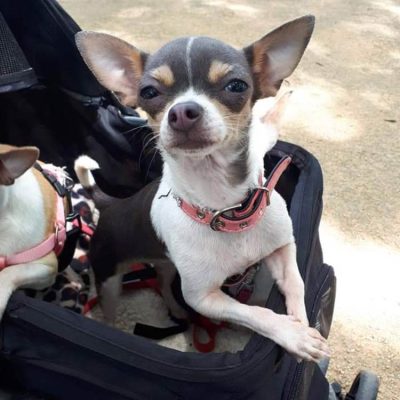 La passion de Lilou : élevage de Chihuahua proche Montpellier